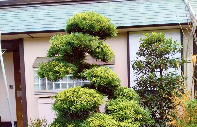 剪定・伐採・樹木管理